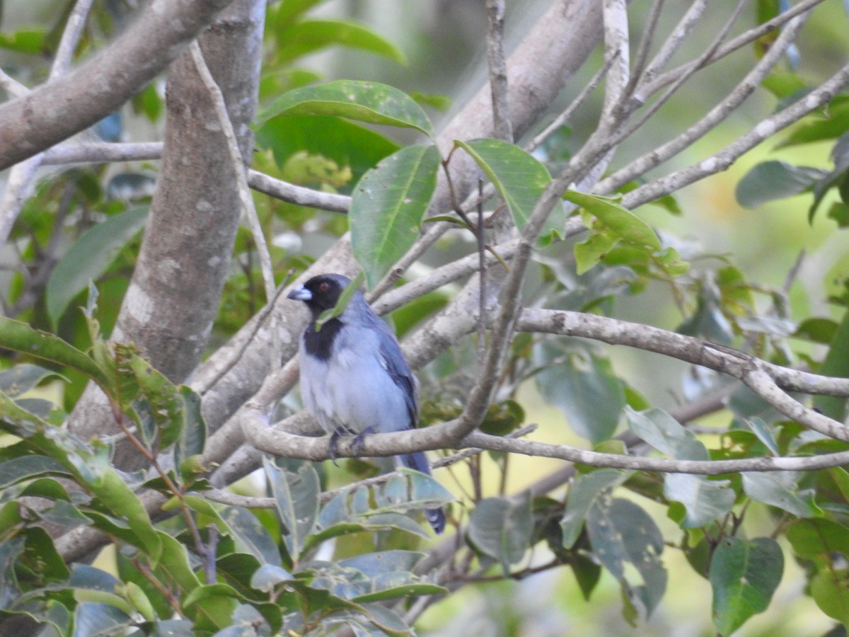 Black-throated Saltator - ML642024424