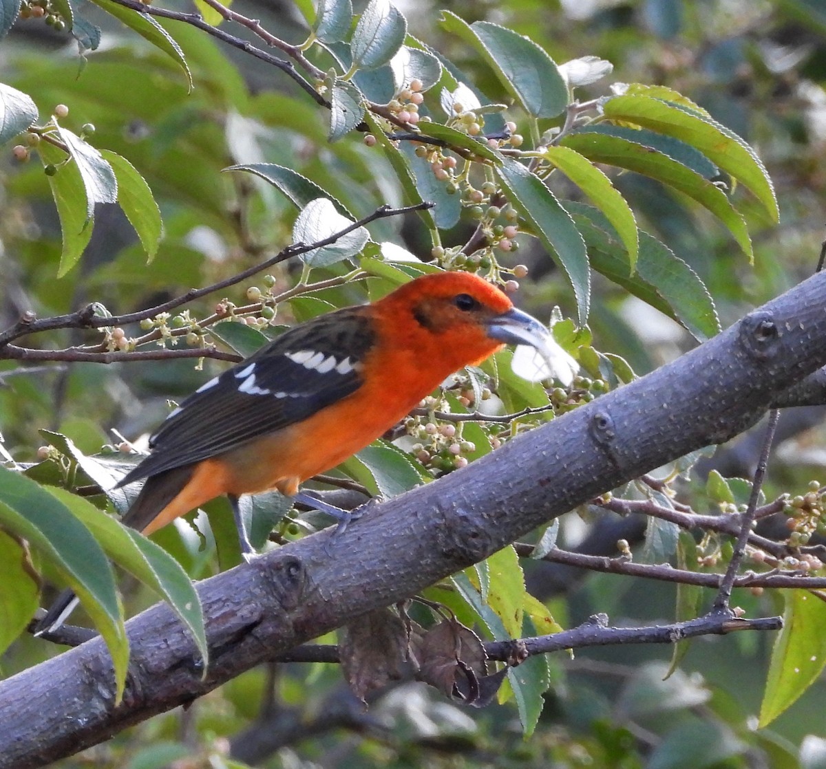 Flame-colored Tanager - ML642024429
