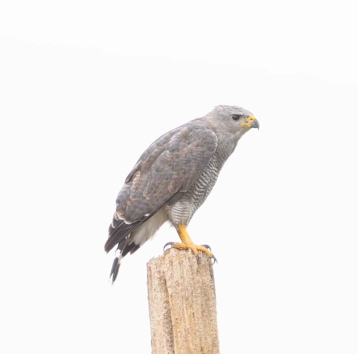 Gray Hawk - ML642024430
