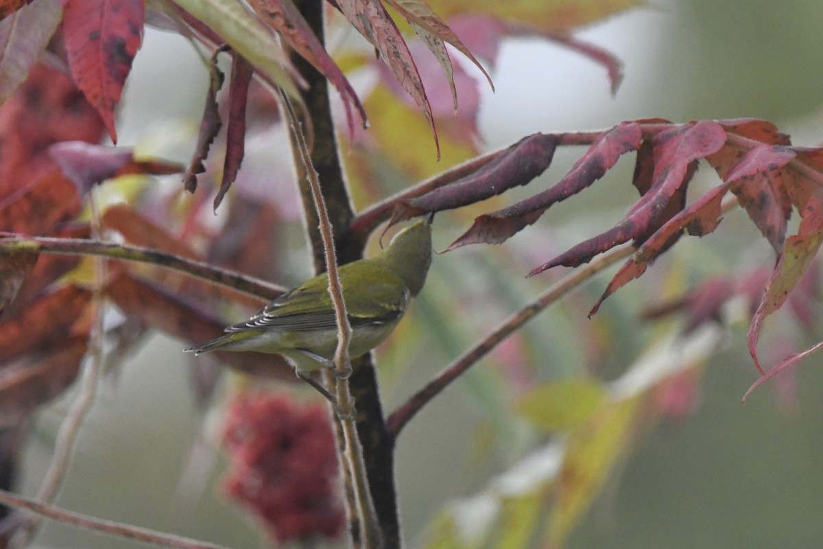 Tennessee Warbler - ML642024432