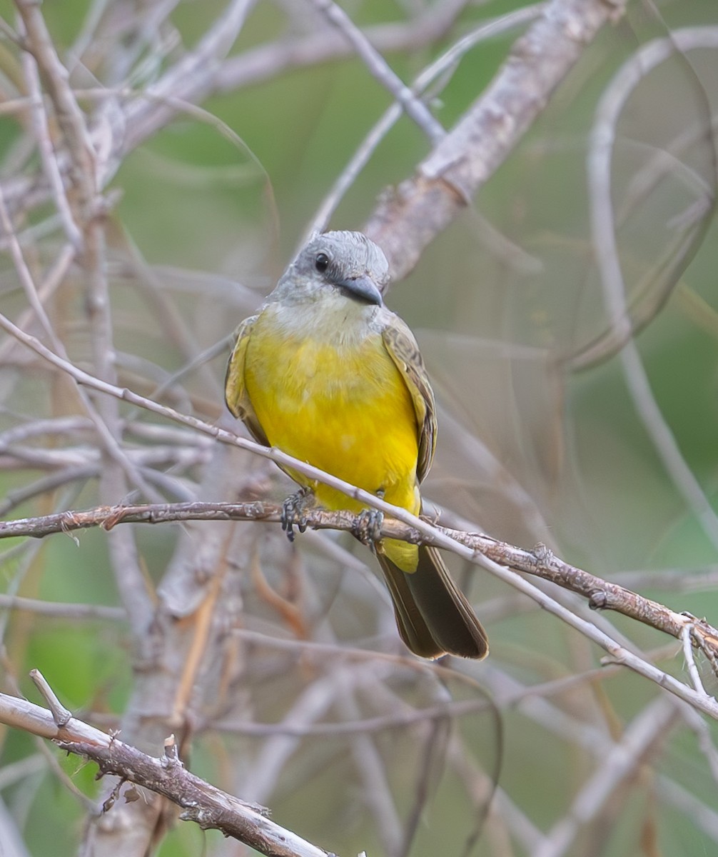 Tropical Kingbird - ML642024433
