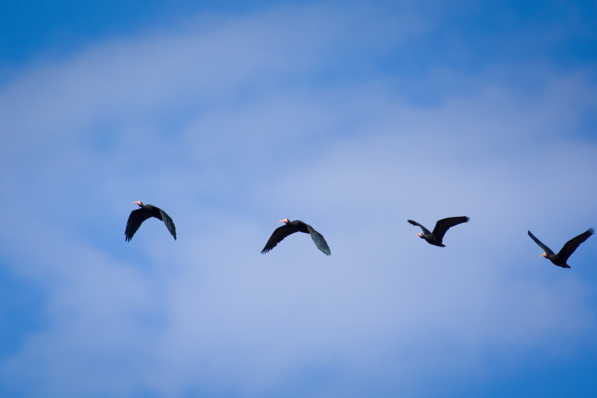 Bare-faced Ibis - ML642024434