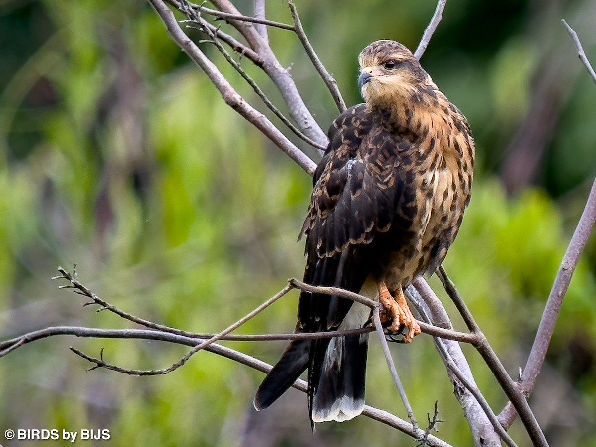 Snail Kite - ML642024436