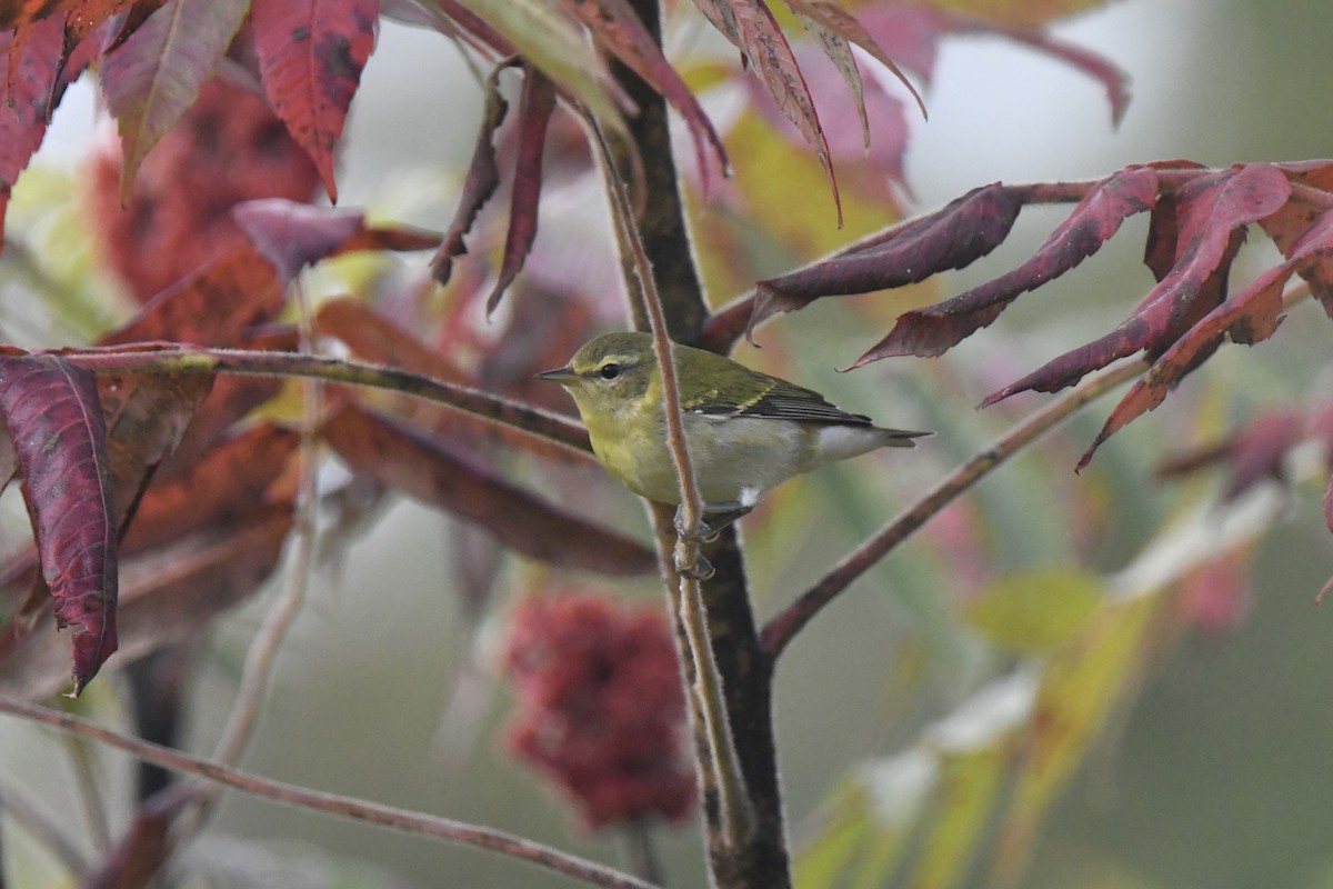 Tennessee Warbler - ML642024438