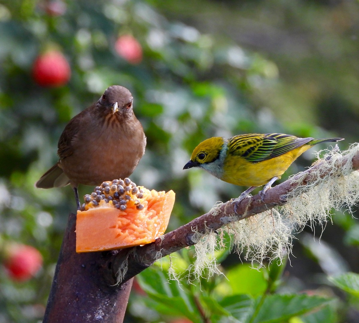 Silver-throated Tanager - ML642024439