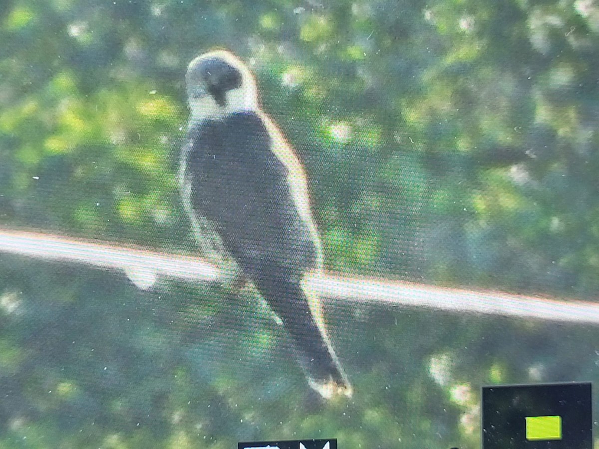 Falco cuculo - ML642024441