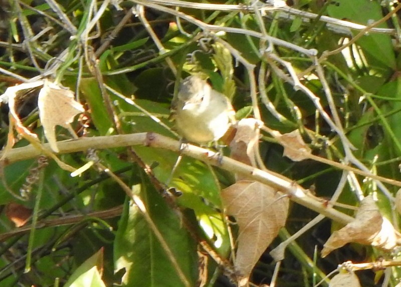 Southern Beardless-Tyrannulet - ML642024442