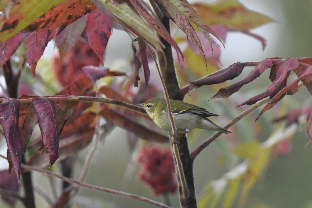 Tennessee Warbler - ML642024444