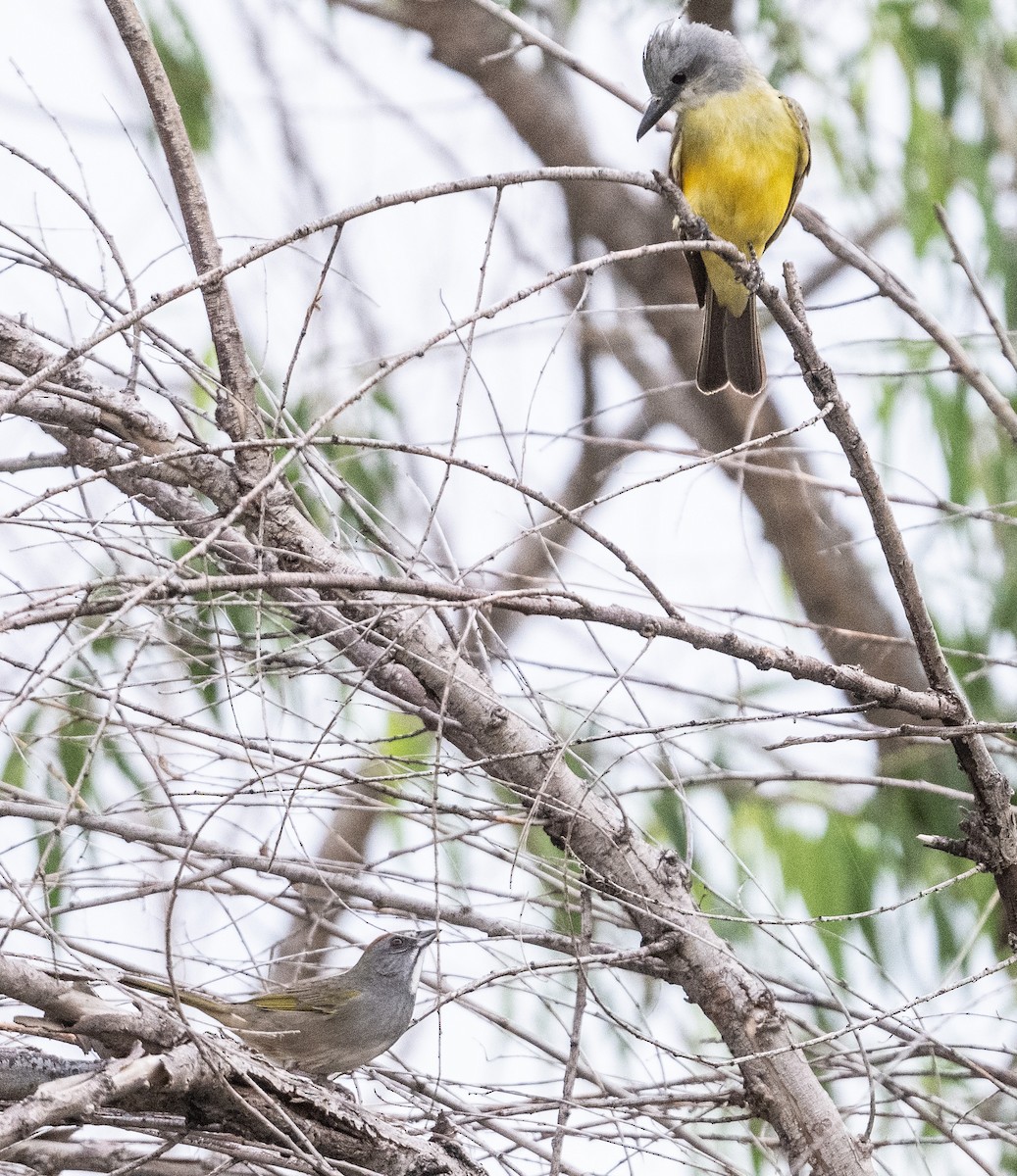 Green-tailed Towhee - ML642024449
