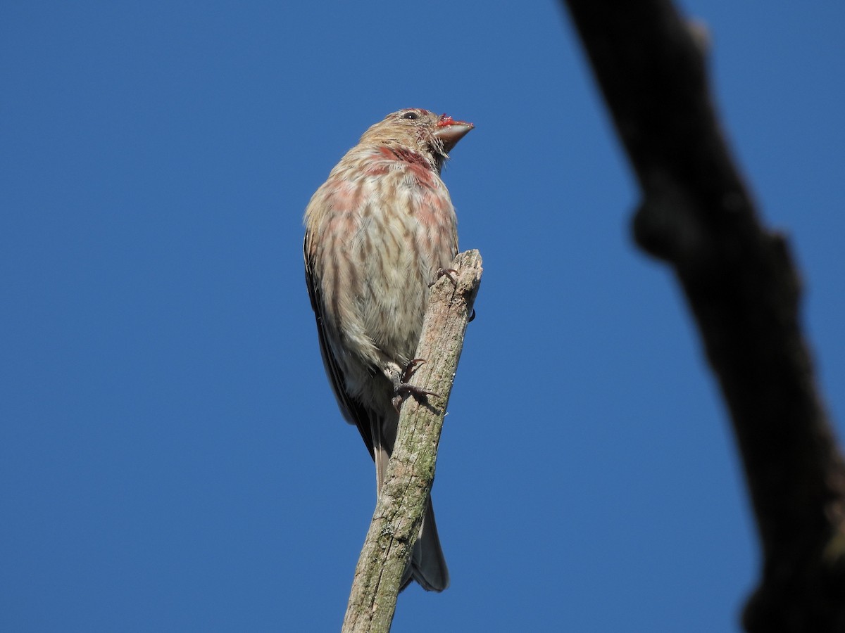 House Finch - ML642024452