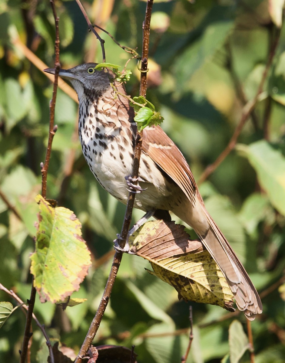 Brown Thrasher - ML642024453