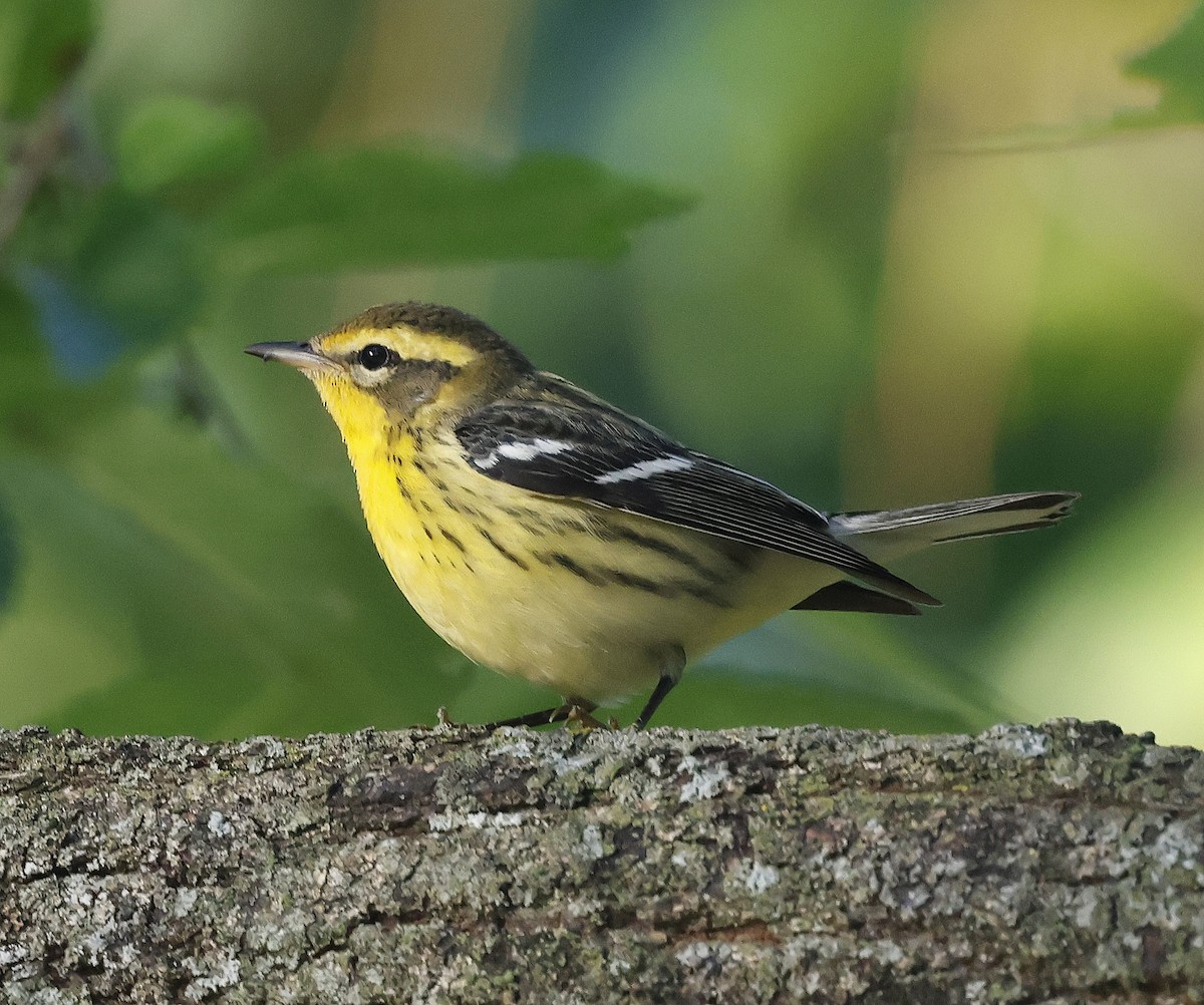 Blackburnian Warbler - ML642024454