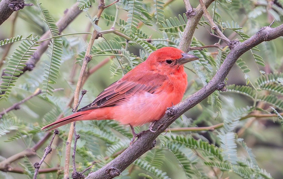 Summer Tanager - ML642024459