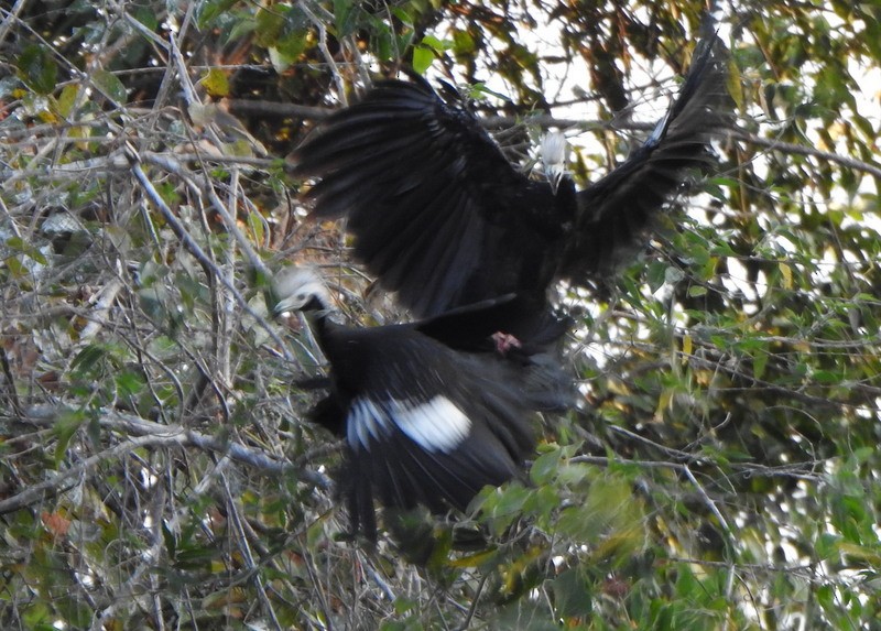 White-throated Piping-Guan - ML642024465