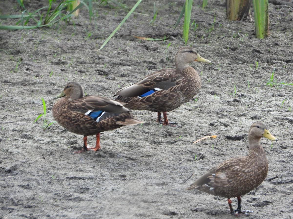 Mexican Duck - ML642024490