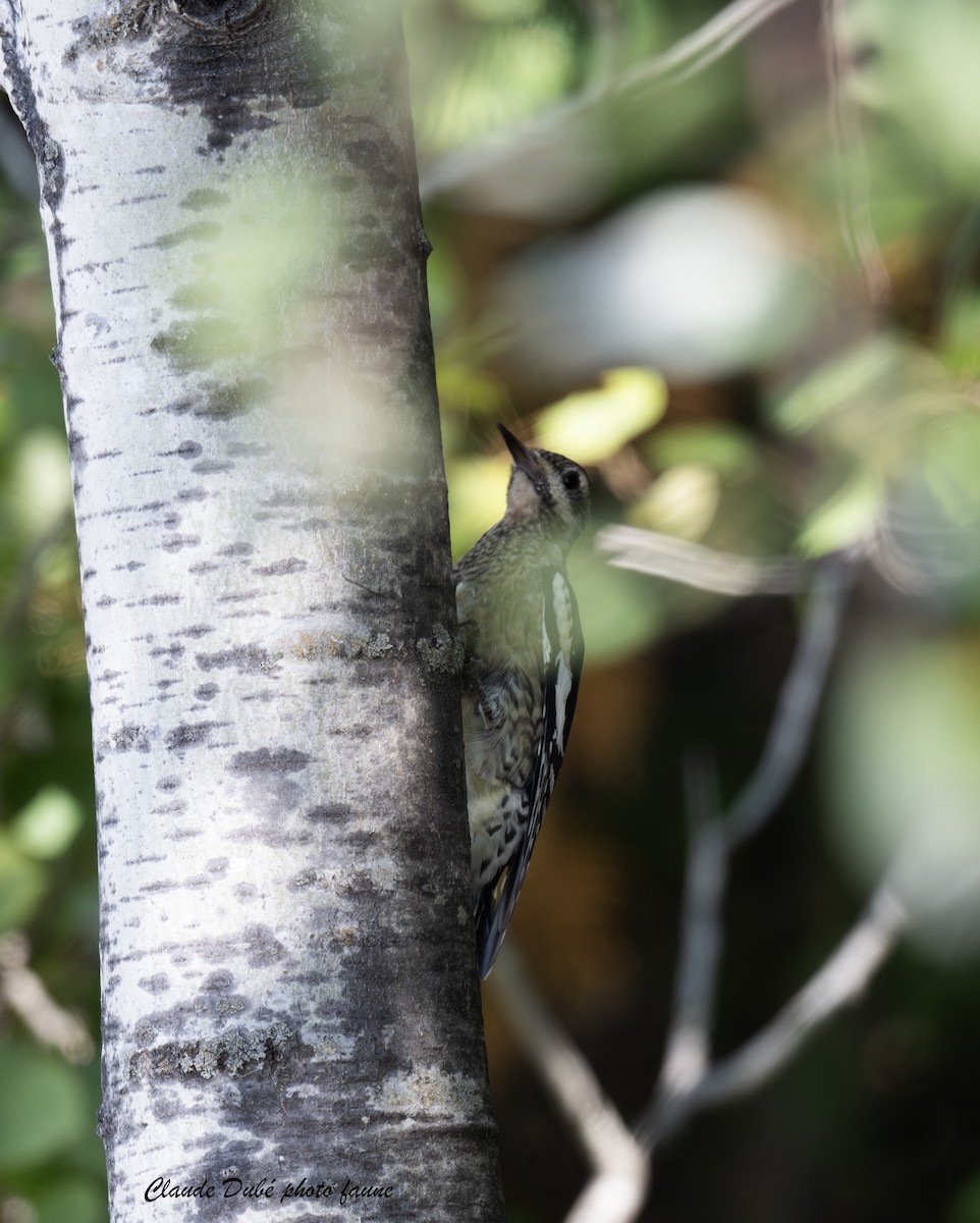 Yellow-bellied Sapsucker - ML642024499