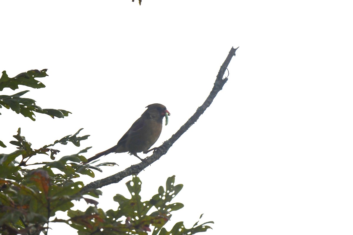 Northern Cardinal - ML642024500