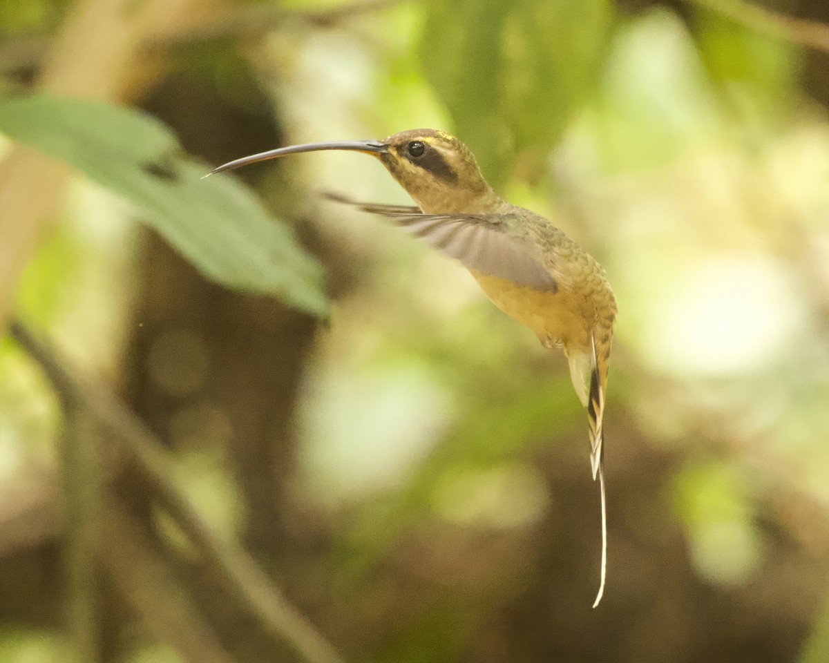 Great-billed Hermit - ML642024510