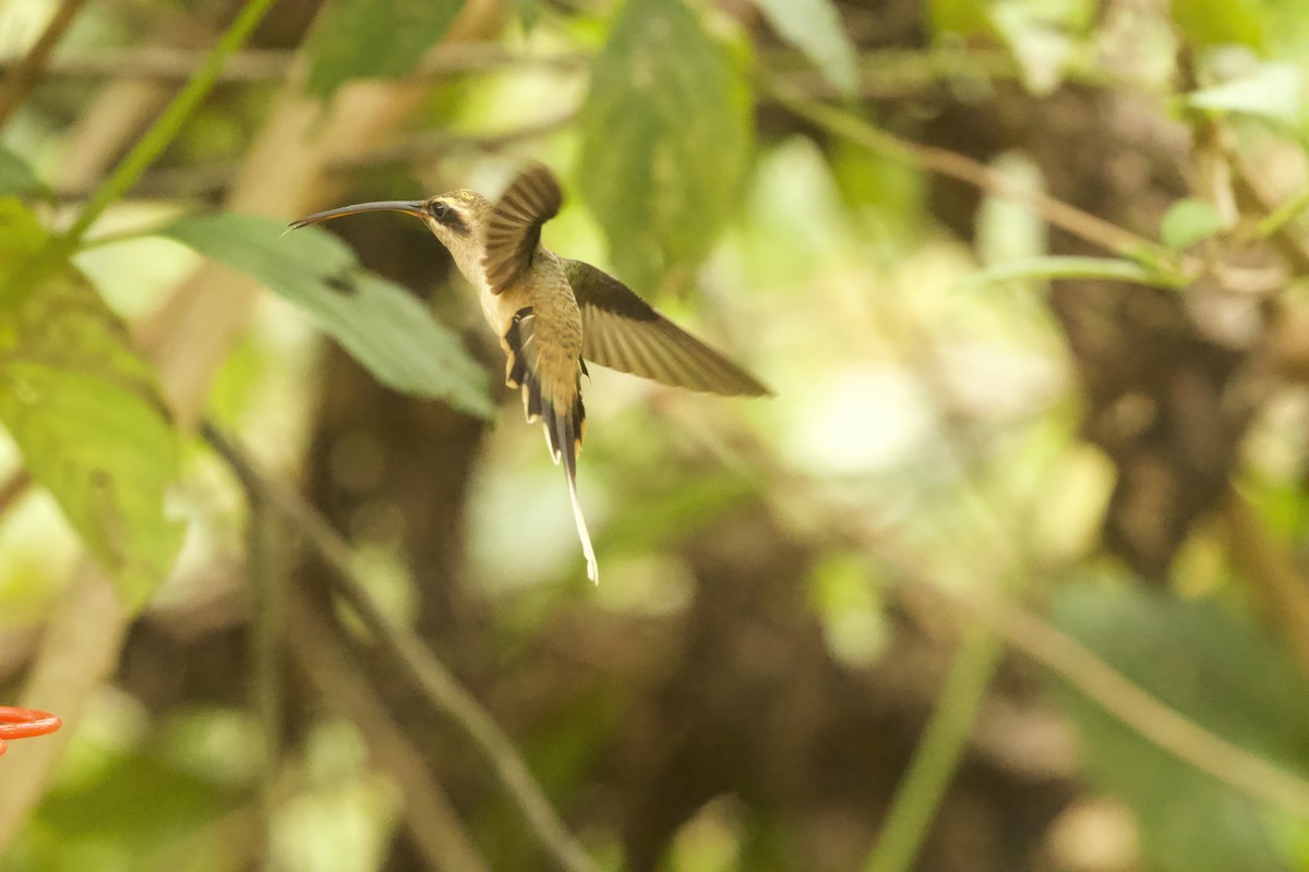 Great-billed Hermit - ML642024512