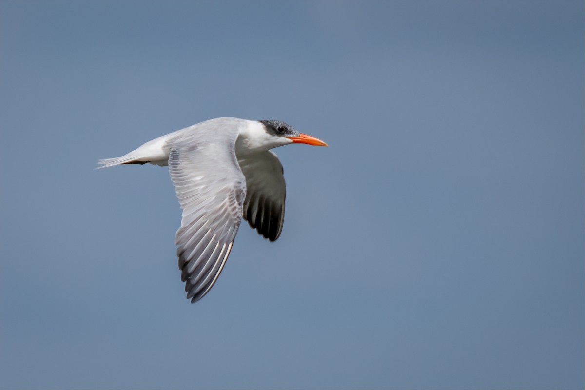 Caspian Tern - ML642024517