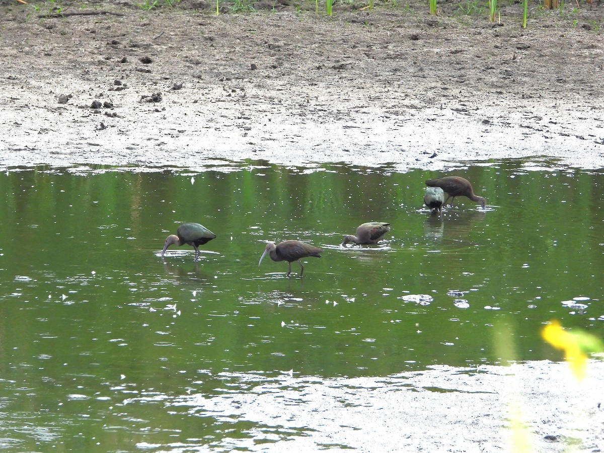 White-faced Ibis - ML642024523