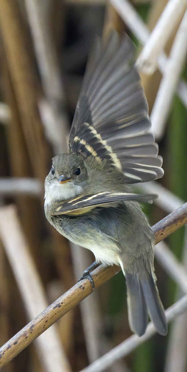 Alder Flycatcher - ML642024538