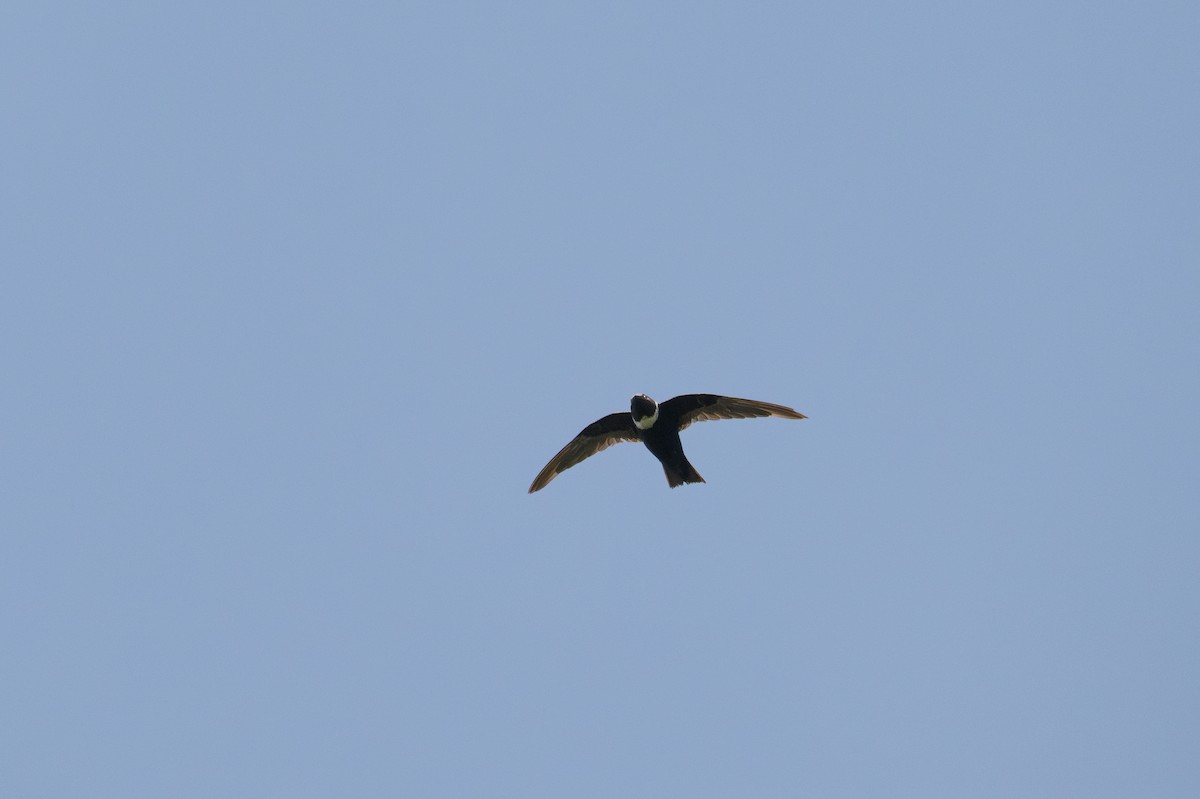 White-collared Swift - ML642024540