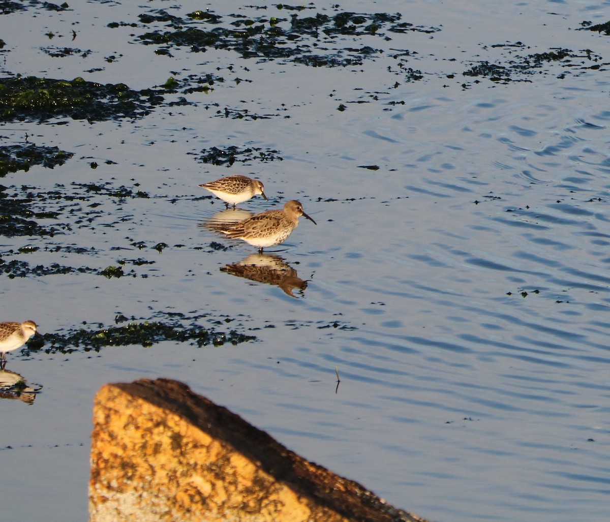 Dunlin - ML642024555