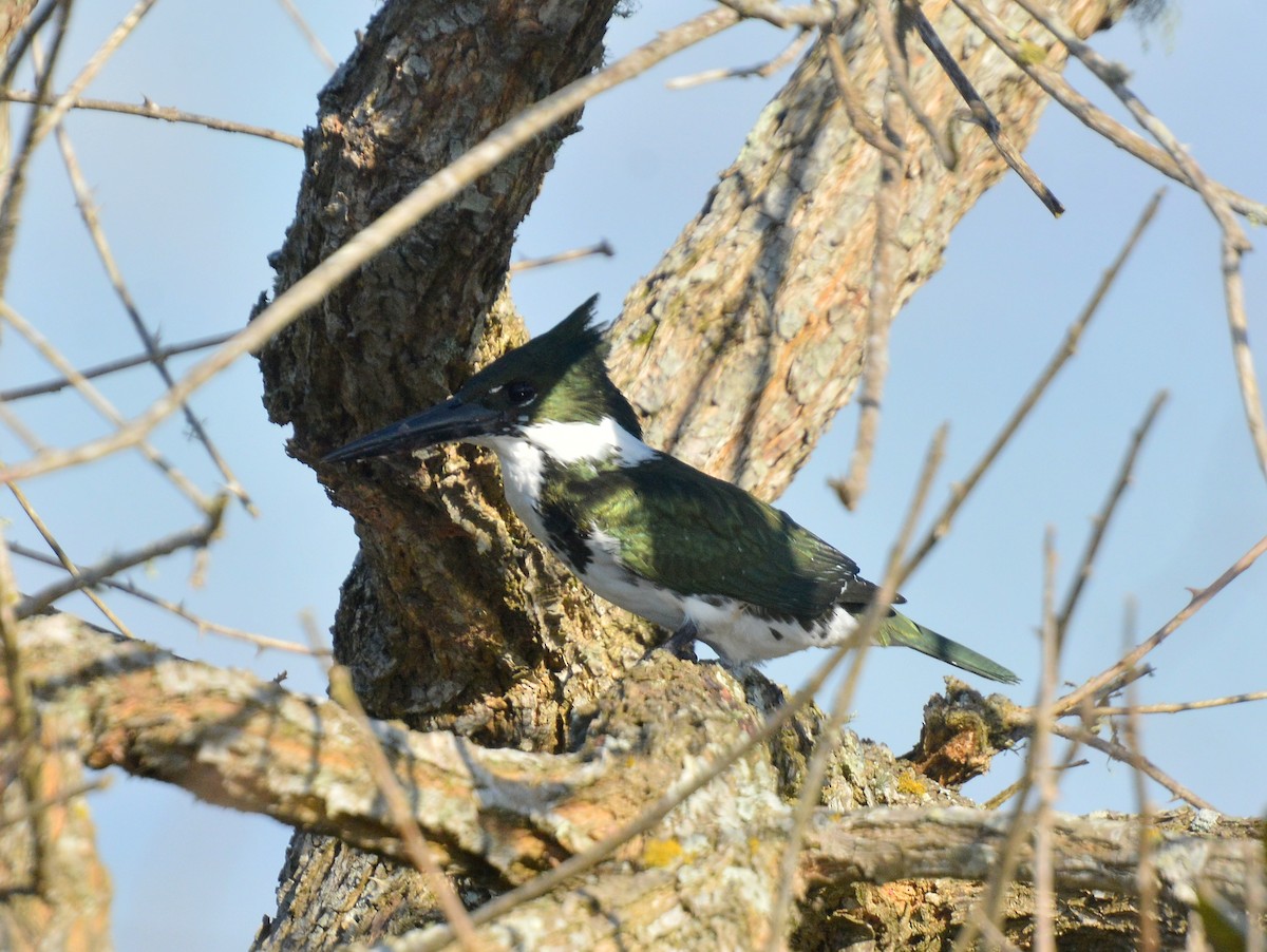 Амазонский зимородок - ML642024573