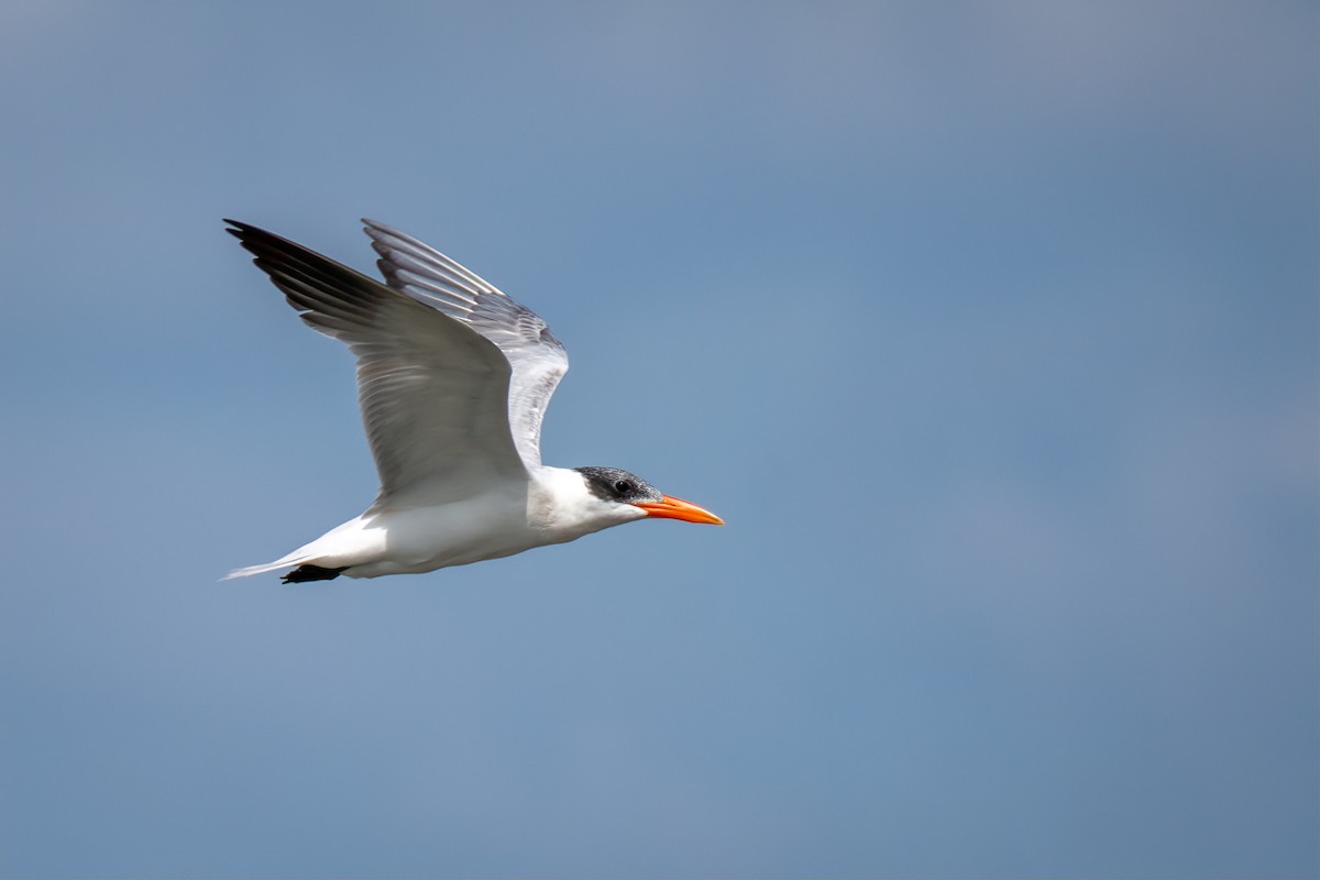 Caspian Tern - ML642024590