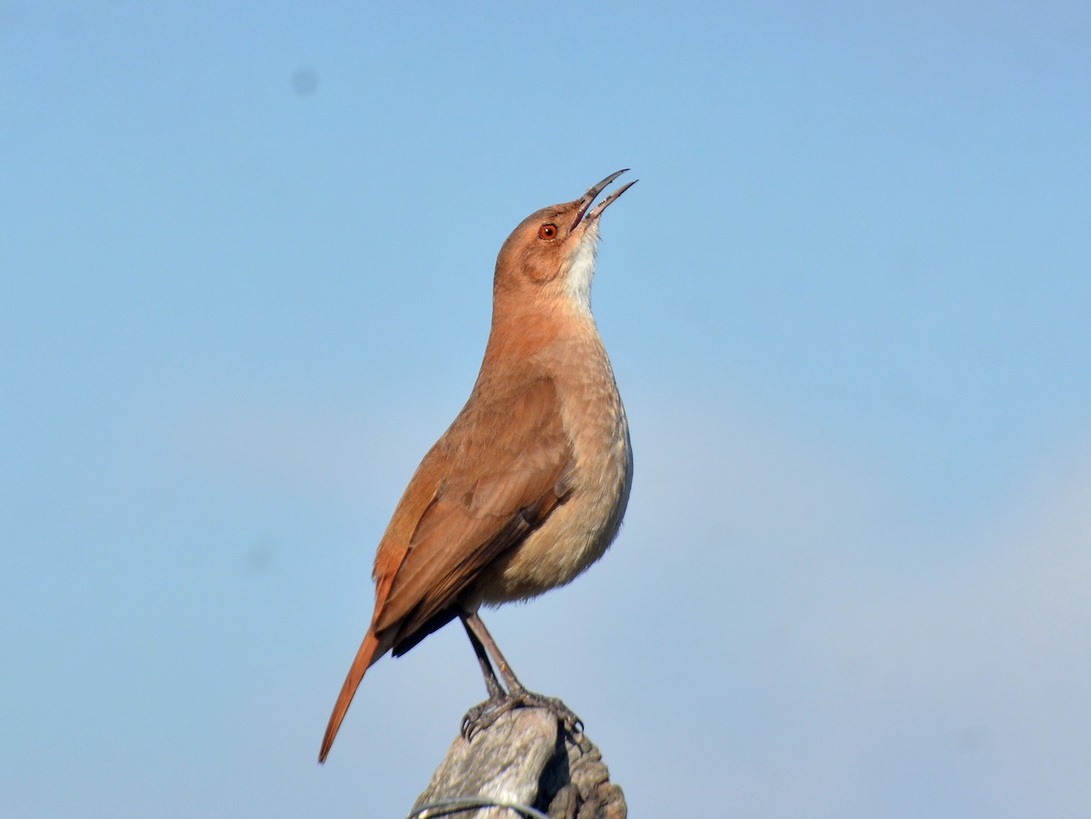 Rufous Hornero - ML642024603