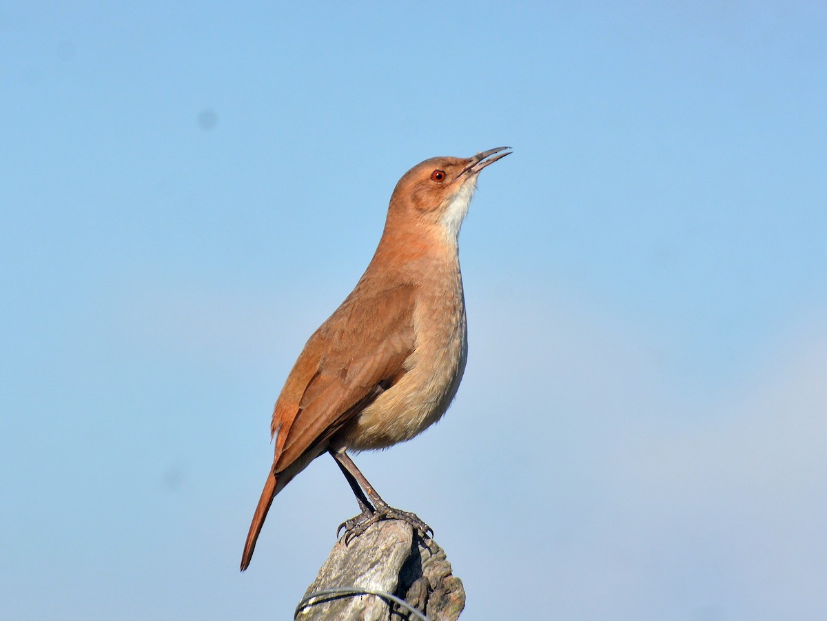Rufous Hornero - ML642024606
