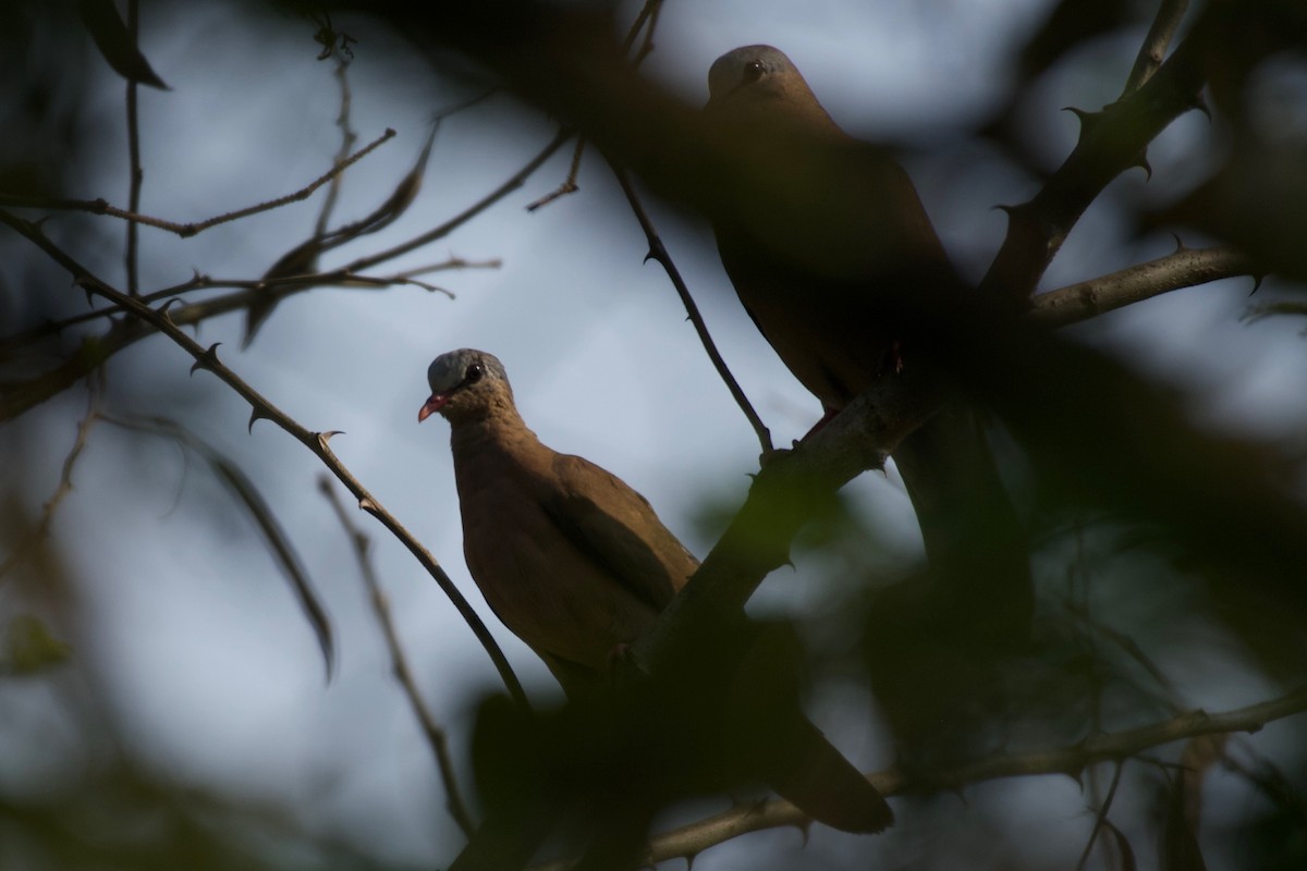 Blue-spotted Wood-Dove - ML642024622