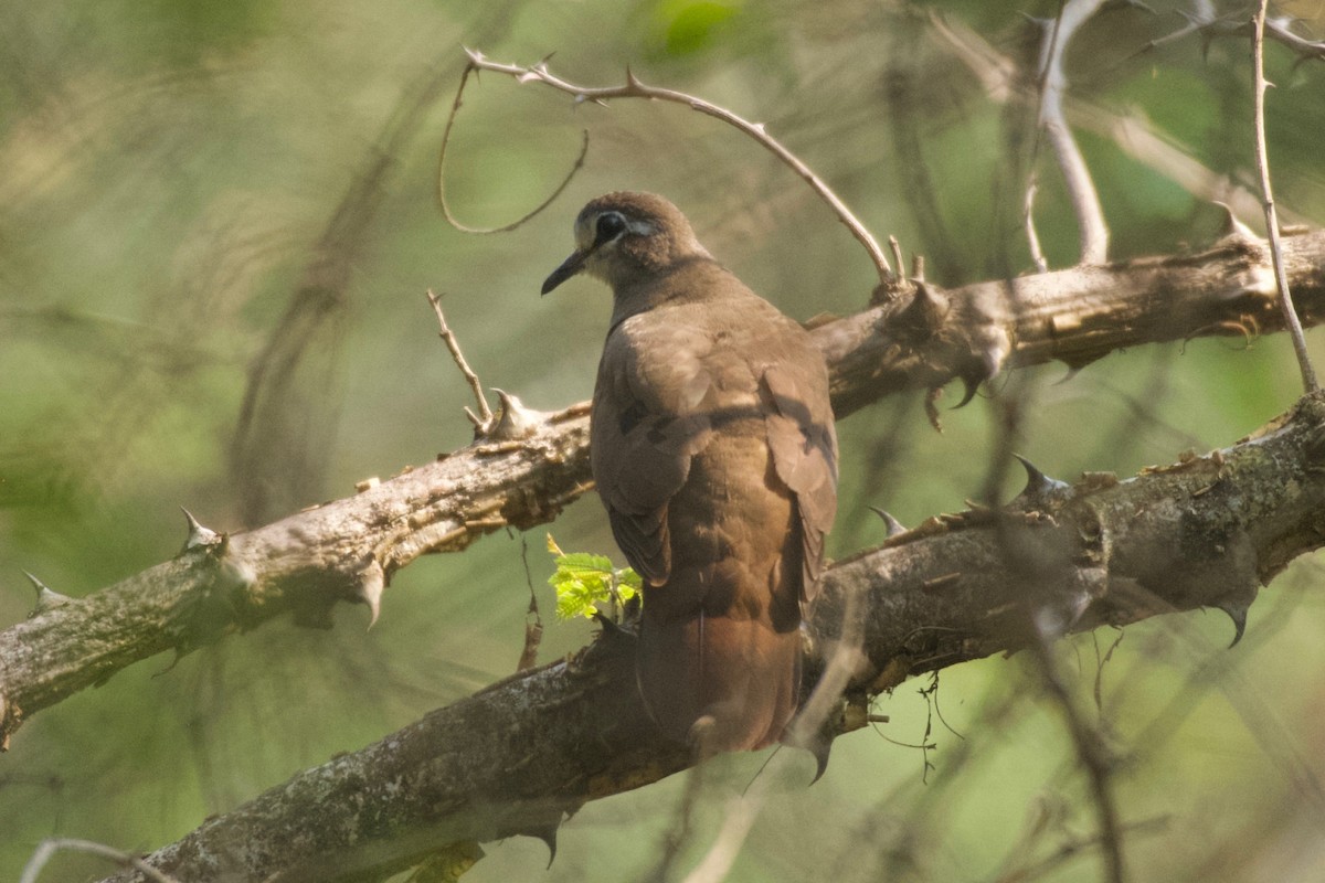Tambourine Dove - ML642024634