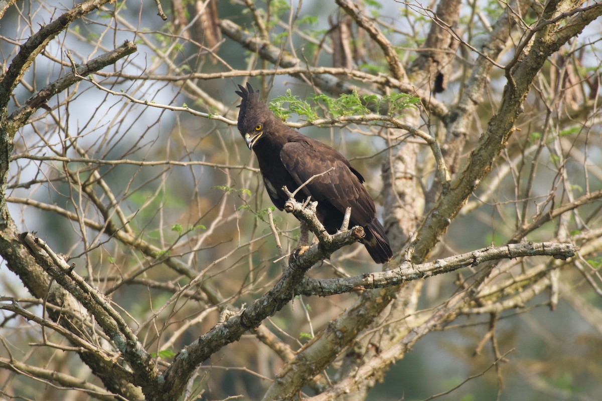 Long-crested Eagle - ML642024646