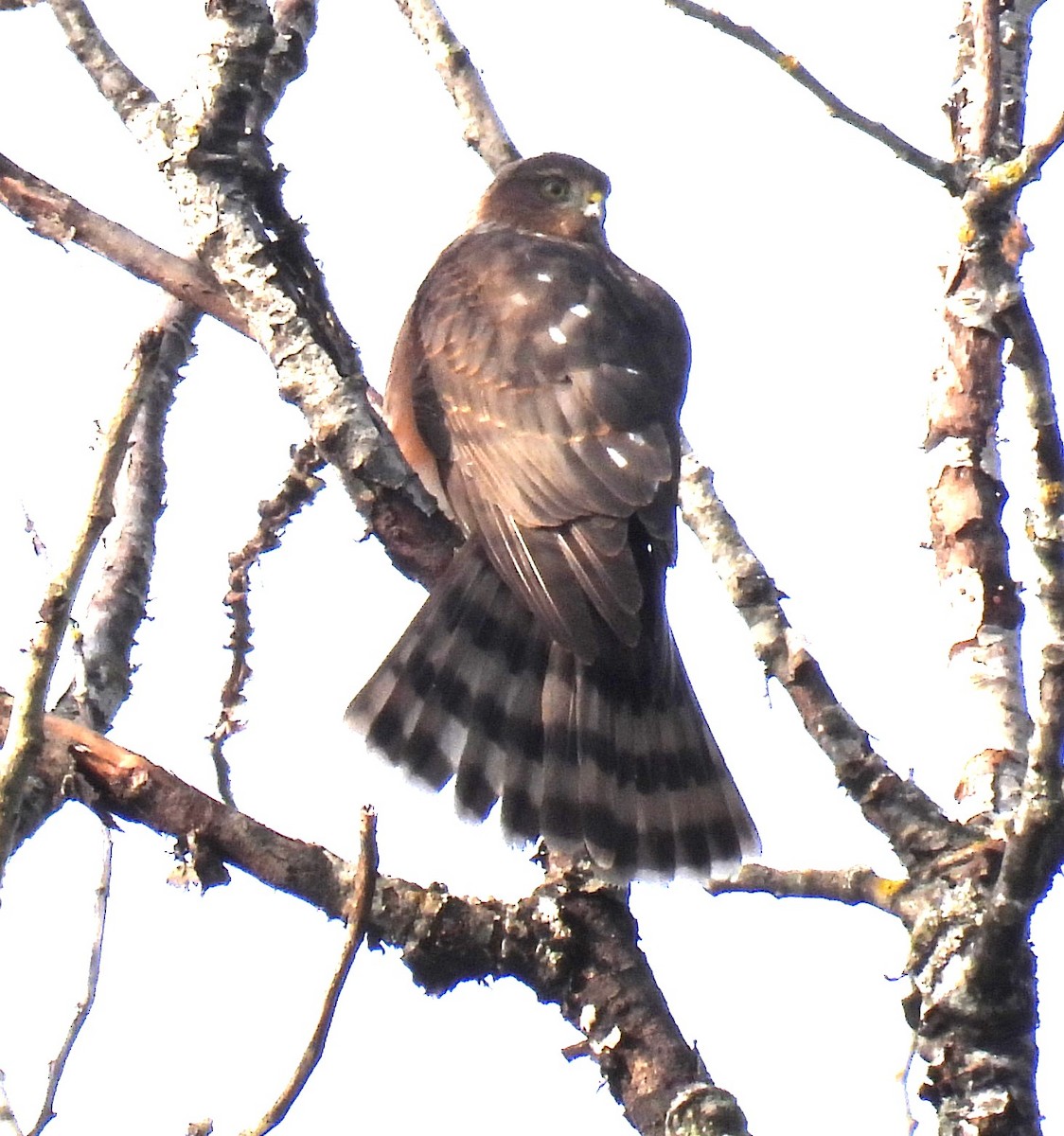 Sharp-shinned Hawk - ML642024661