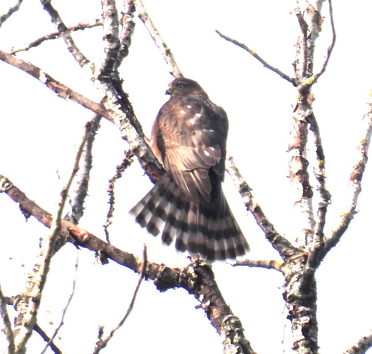 Sharp-shinned Hawk - ML642024662