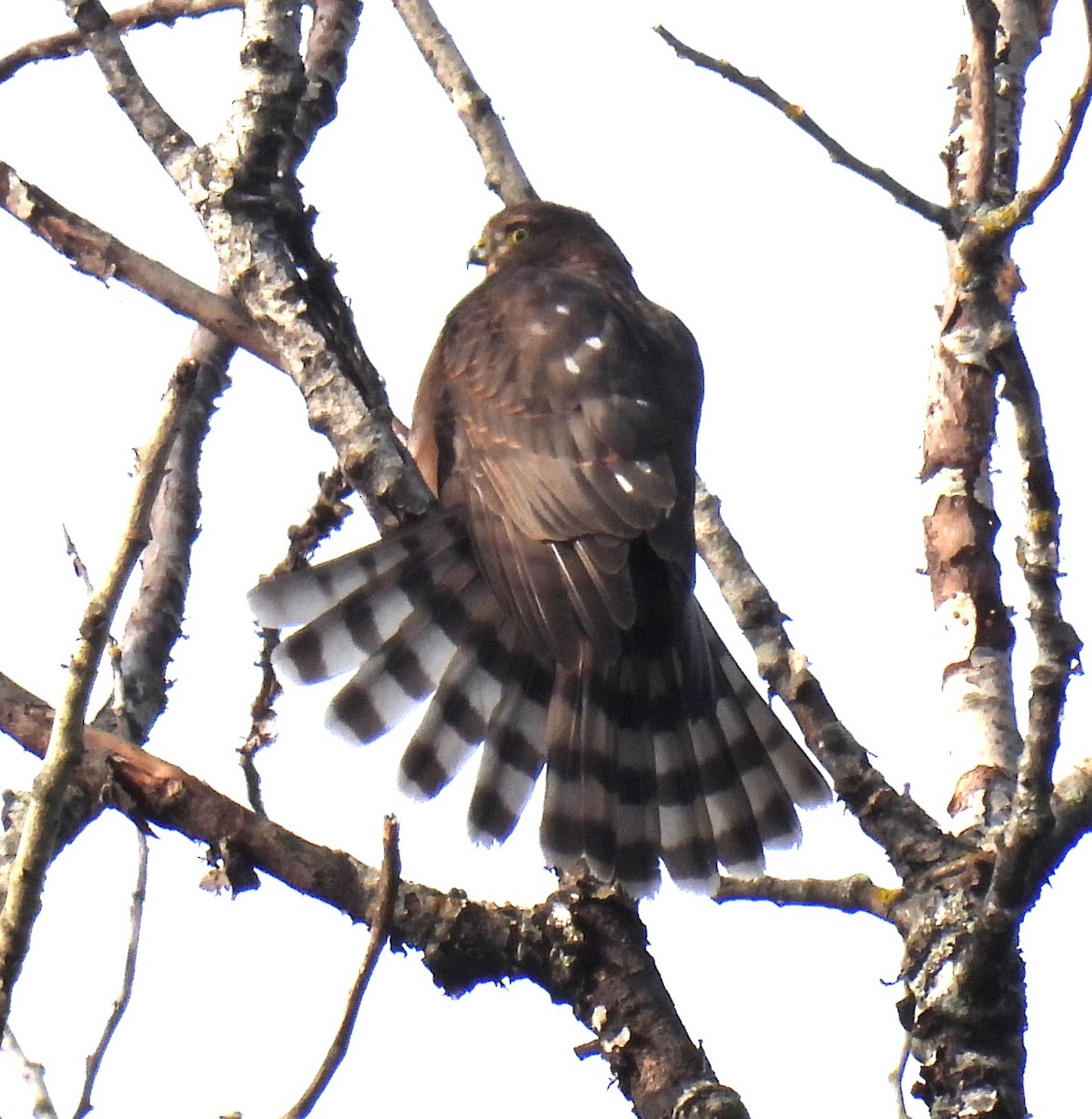 Sharp-shinned Hawk - ML642024663