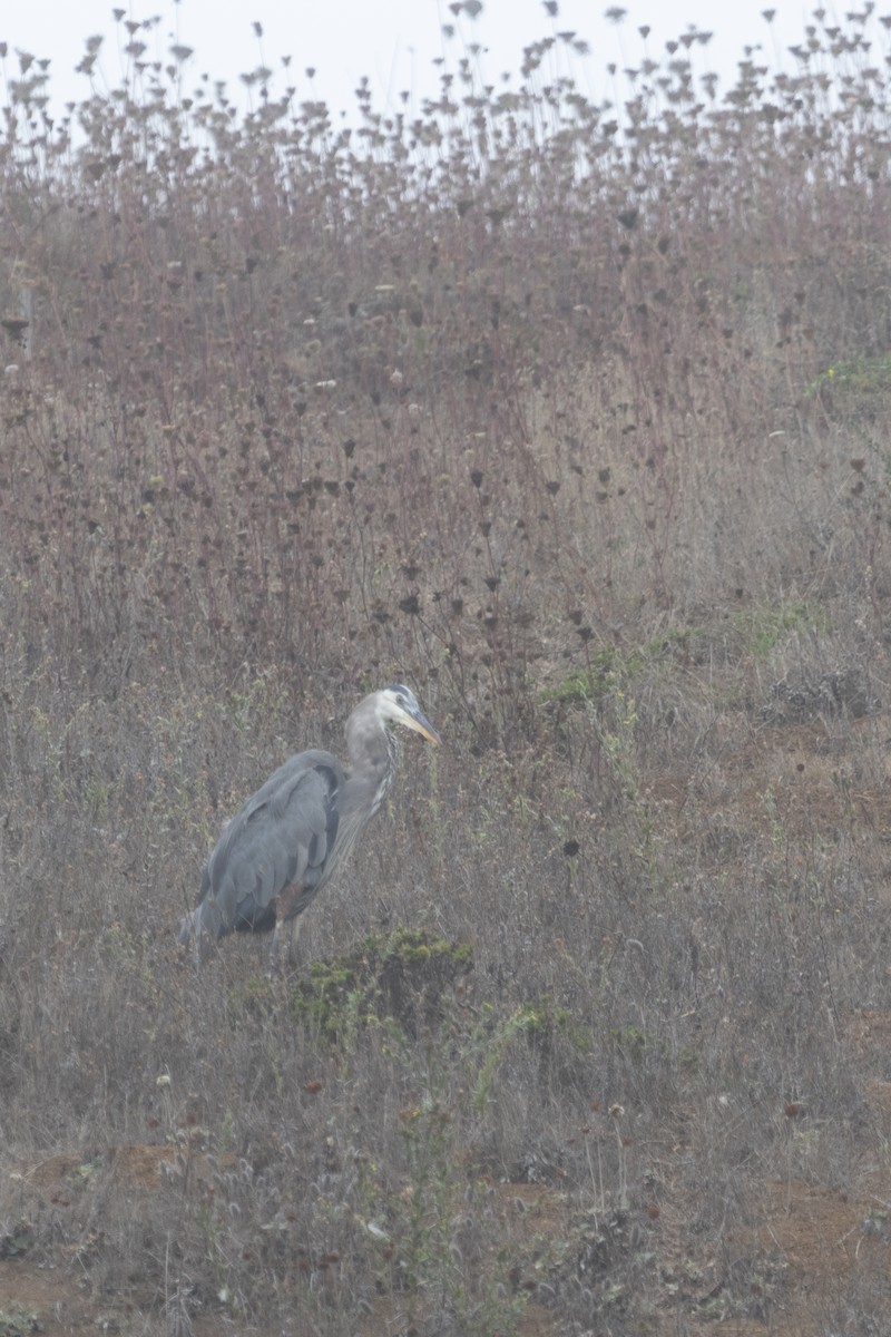 Great Blue Heron - ML642024670