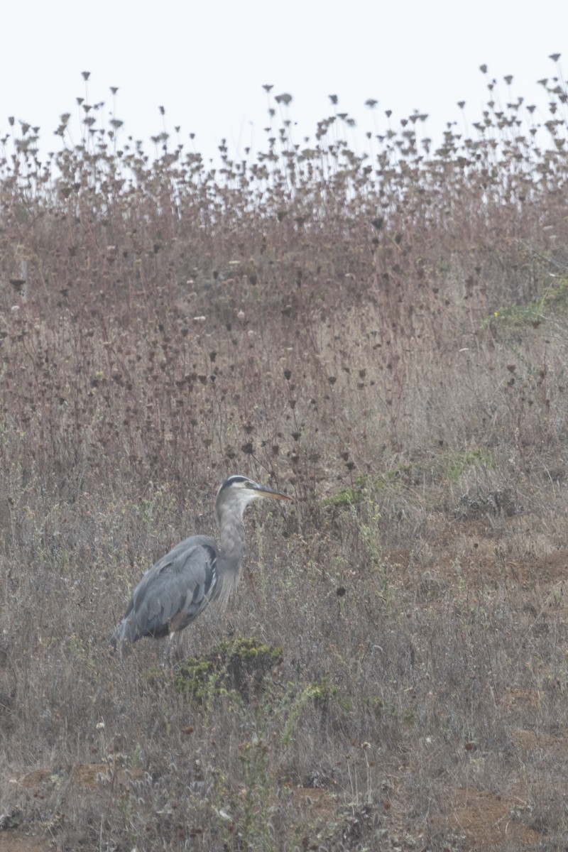 Great Blue Heron - ML642024671