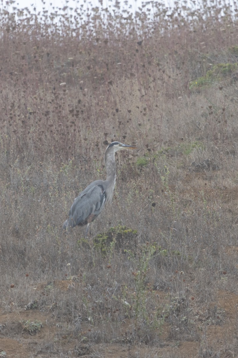 Great Blue Heron - ML642024673