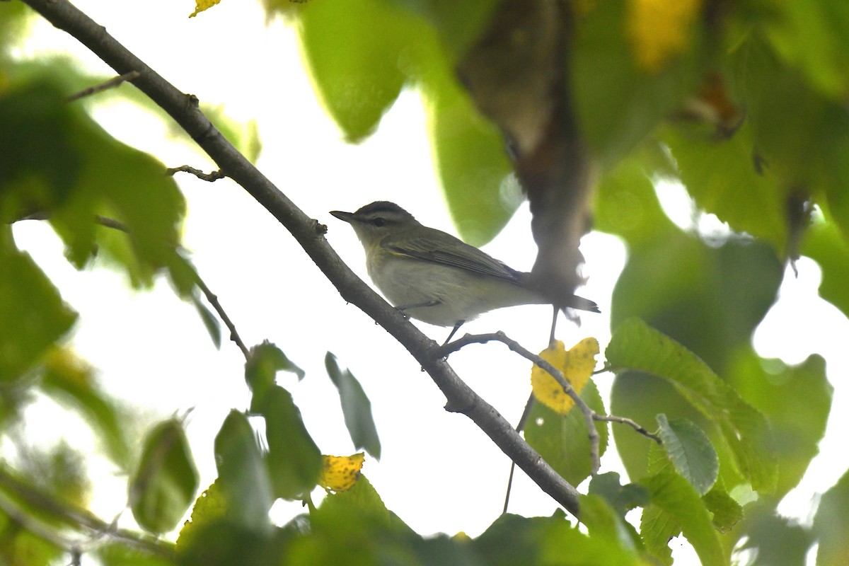 rødøyevireo - ML642024674