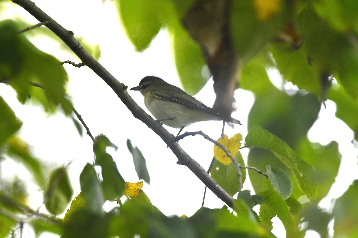 rødøyevireo - ML642024675