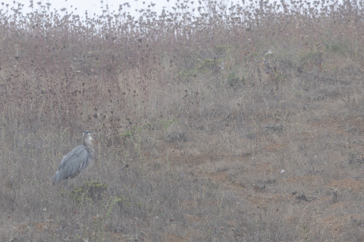Great Blue Heron - ML642024676