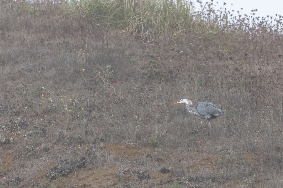Great Blue Heron - ML642024678