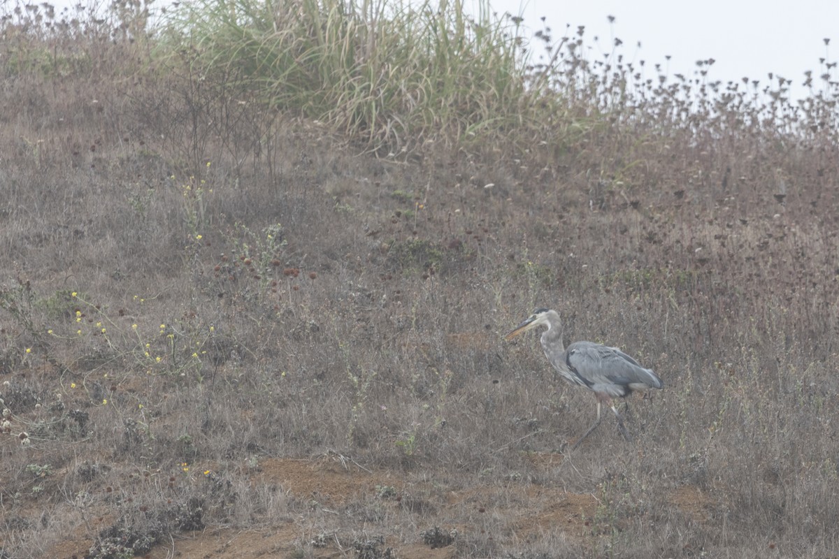 Great Blue Heron - ML642024679
