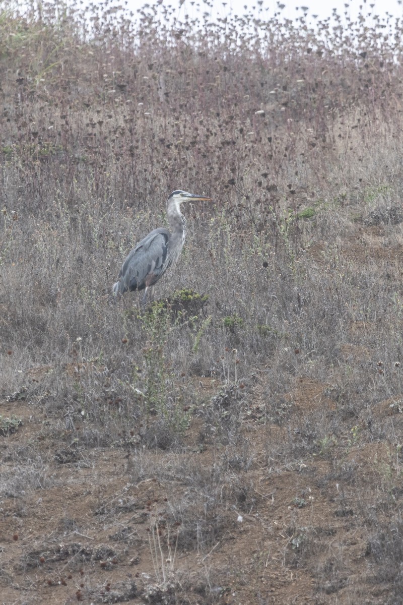 Great Blue Heron - ML642024680