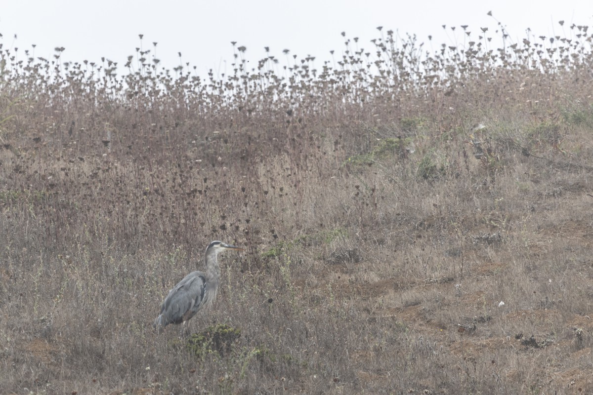 Great Blue Heron - ML642024681