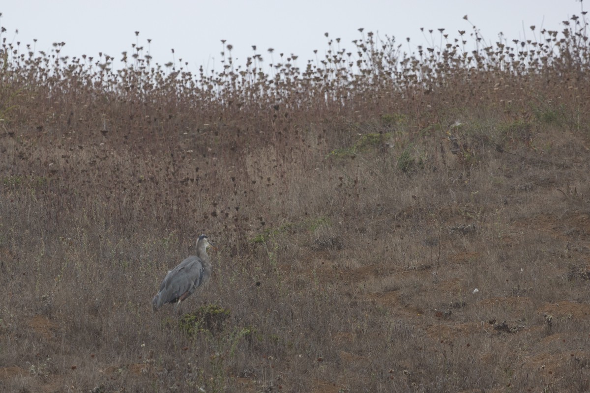 Great Blue Heron - ML642024683