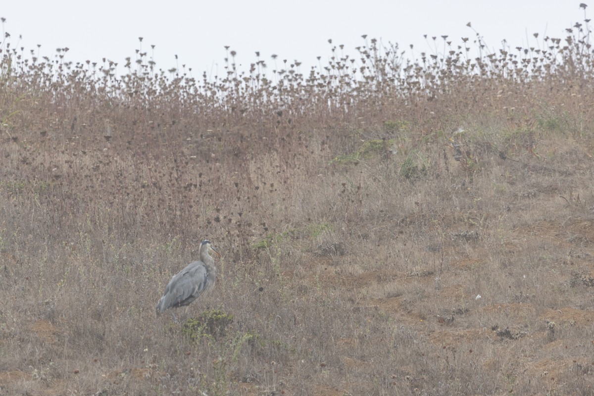 Great Blue Heron - ML642024684